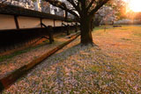 熊本城の桜 竹の丸からの夕陽