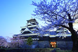 熊本城の桜 天守台東側からの天守閣