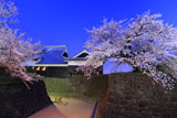 熊本城の桜 宵の本丸御殿