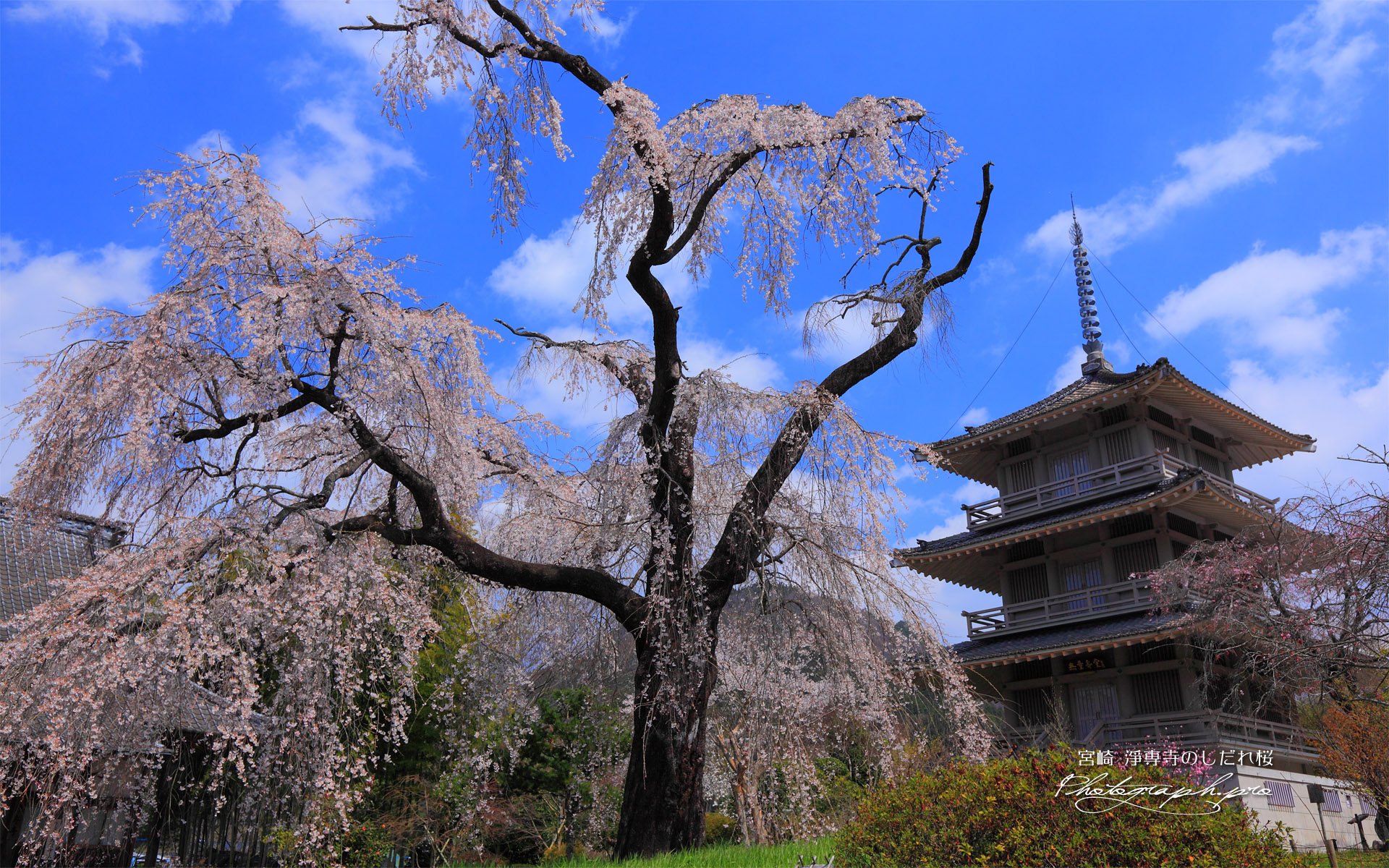 枝垂れ桜と淨専寺三重塔