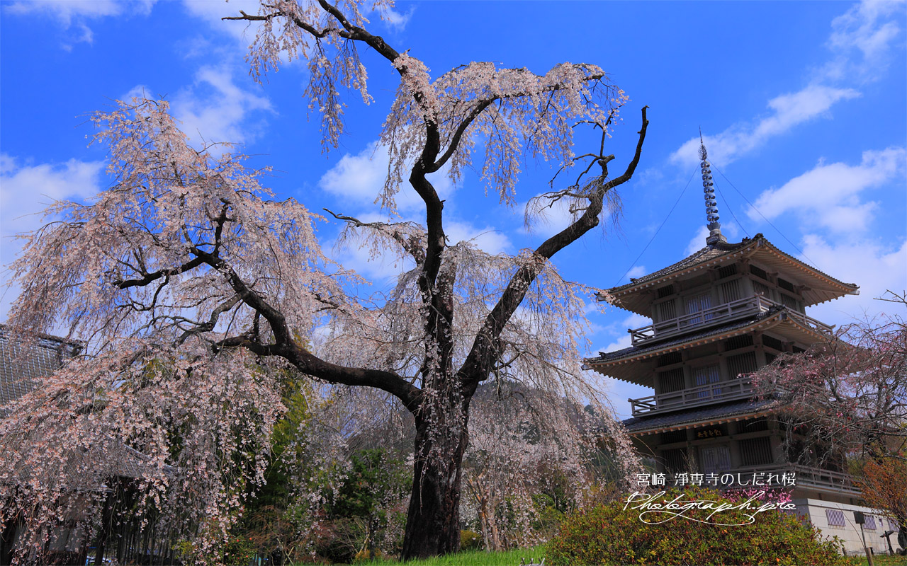 枝垂れ桜と淨専寺三重塔 壁紙