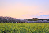 夕焼けの西都原公園
