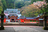 霧島神宮の桜
