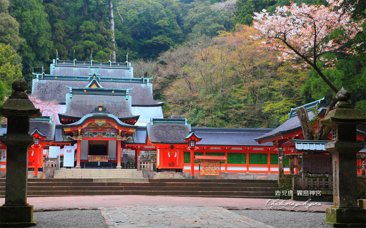 霧島神宮の山桜の古木 壁紙