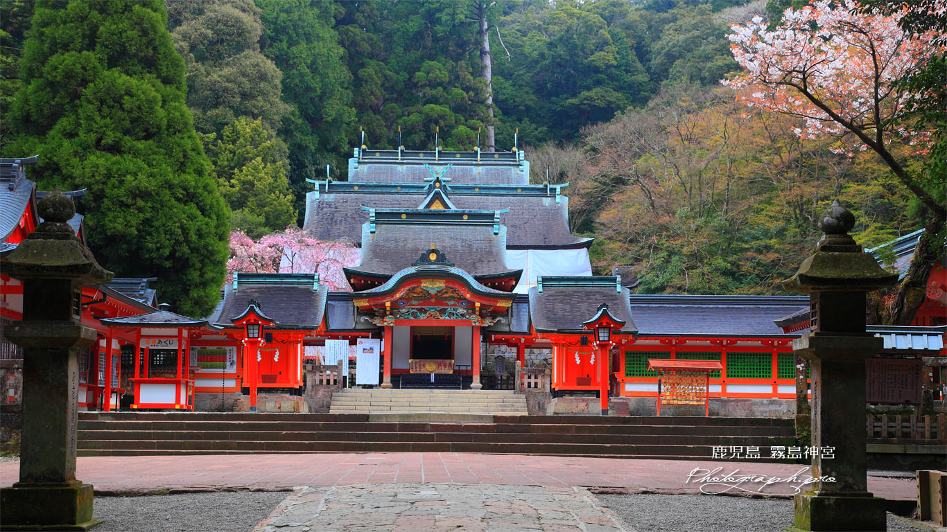 霧島神宮の山桜と枝垂れ桜 壁紙