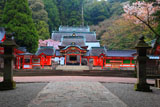 霧島神宮の山桜と枝垂れ桜
