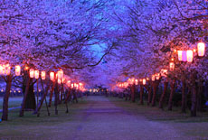 忠元公園の桜