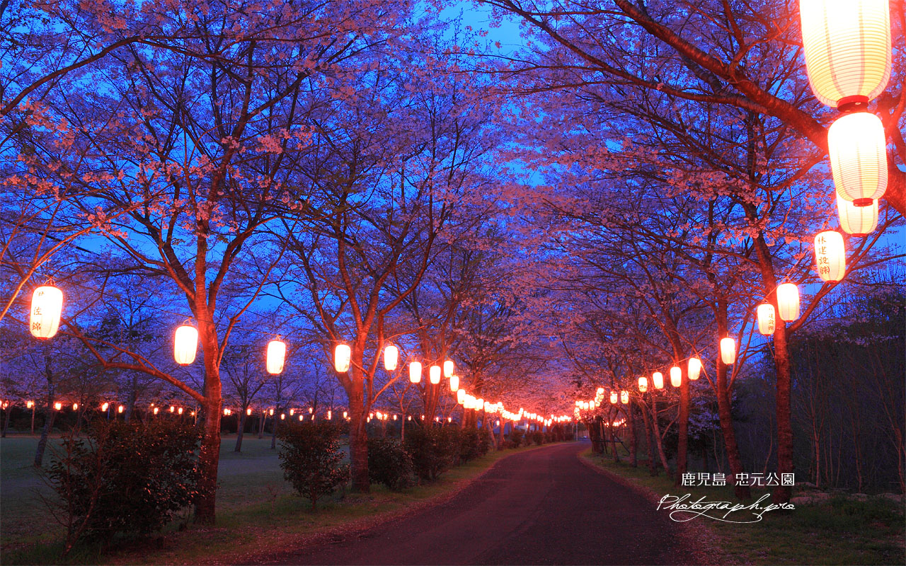 忠元桜 壁紙