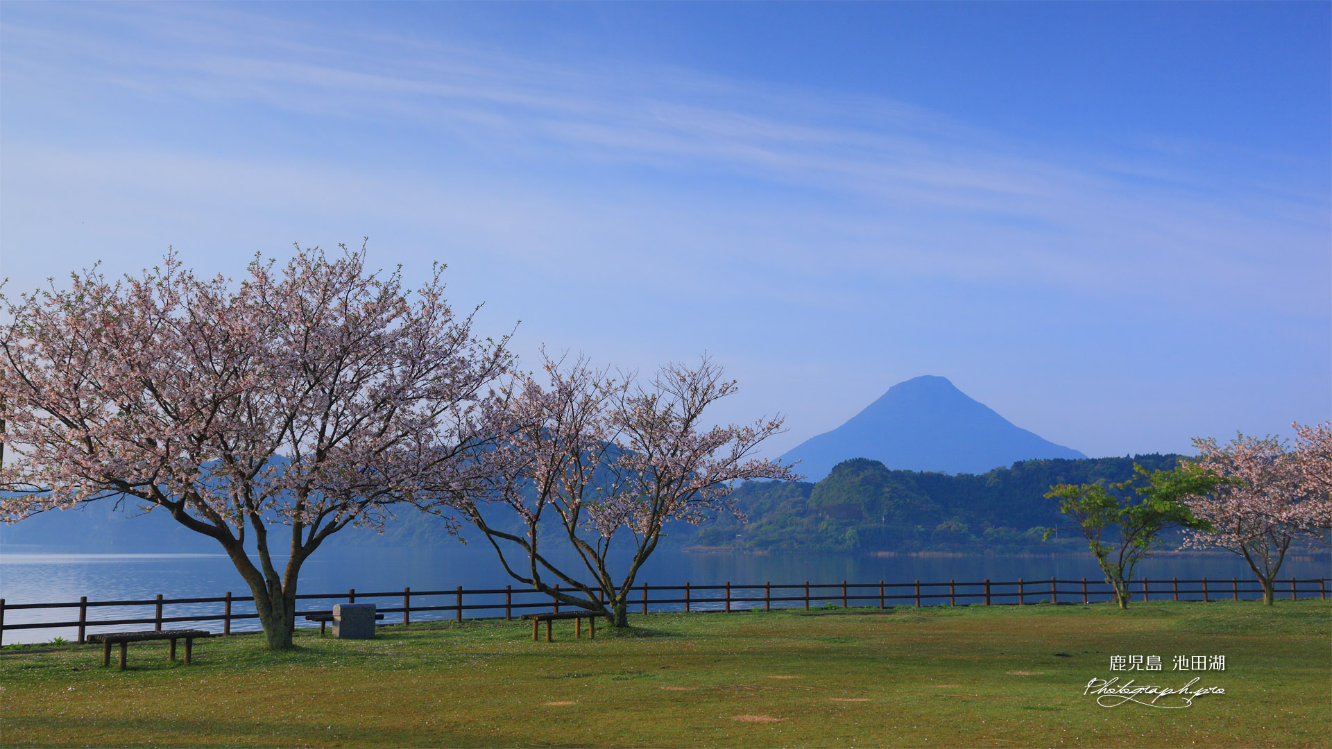 桜咲く池田湖畔からの開聞岳