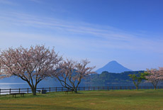指宿の桜