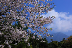 桜島の桜
