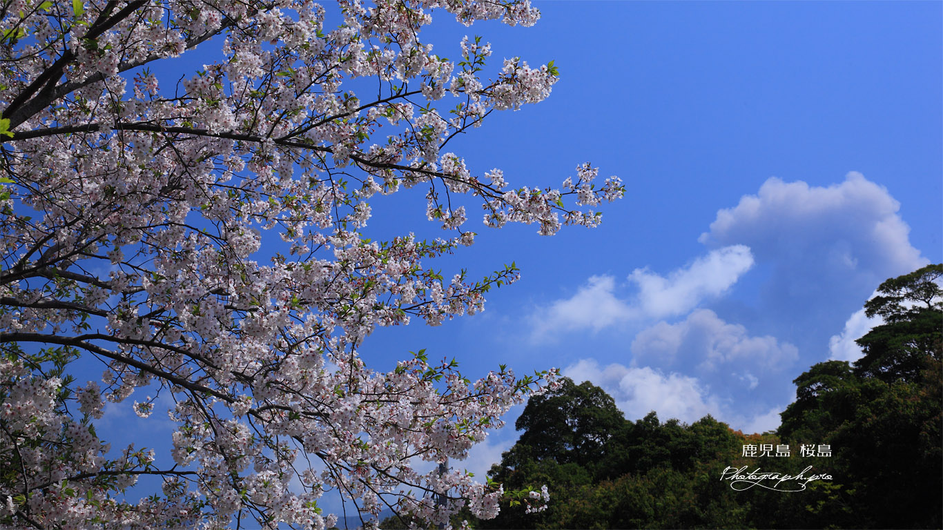 桜島の噴煙と桜 壁紙