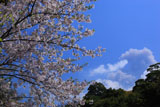 桜島の噴煙と桜