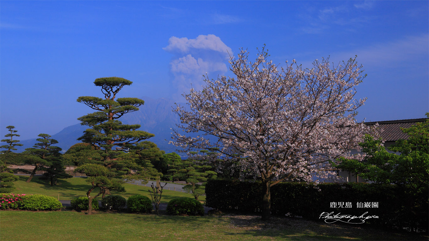 仙巌園の桜と桜島の噴煙 壁紙
