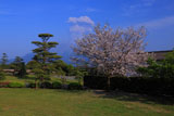 仙巌園の桜と桜島の噴煙