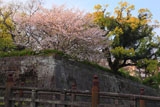 鶴丸城の桜