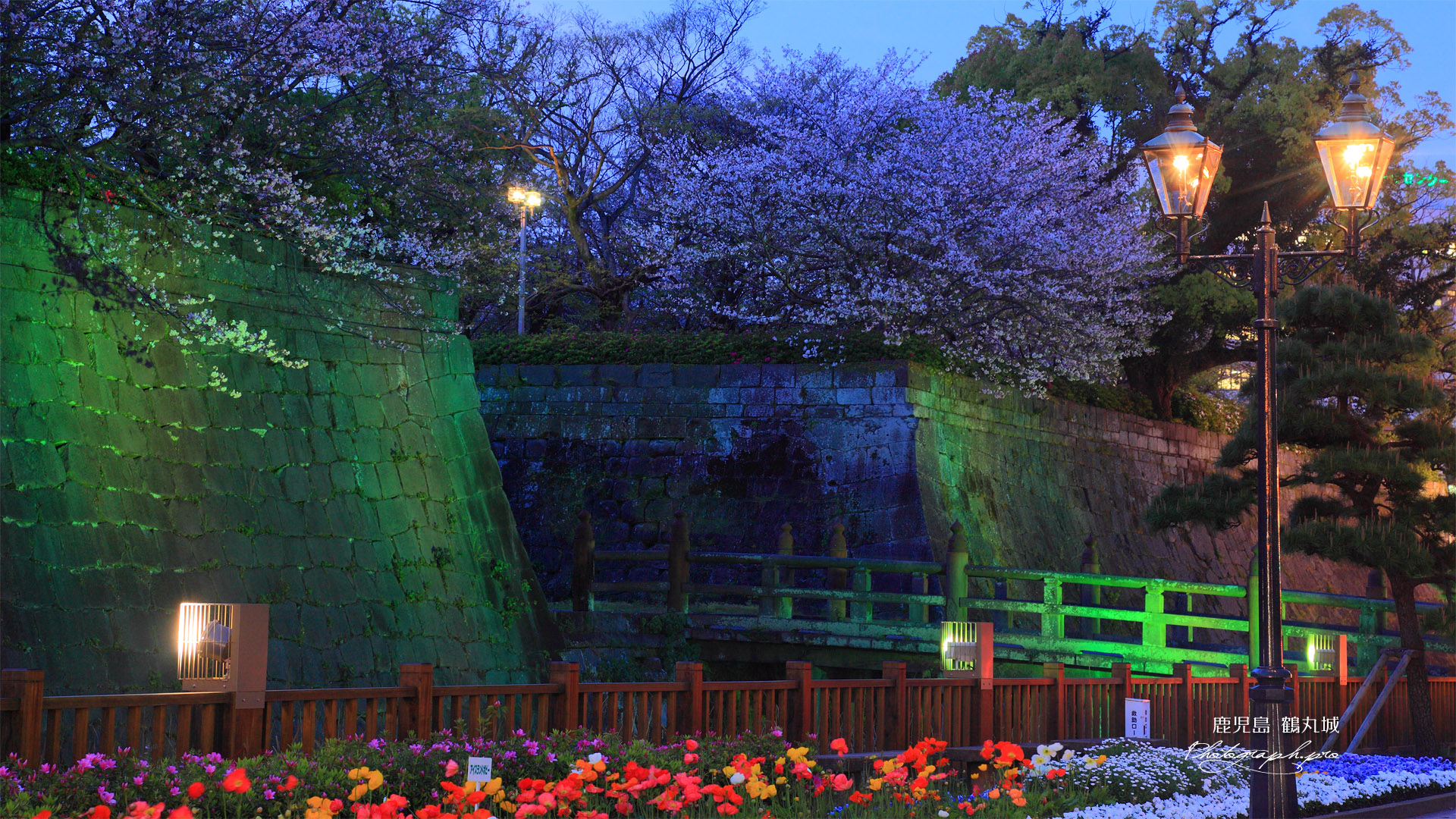 鶴丸城の桜 石垣ライトアップ