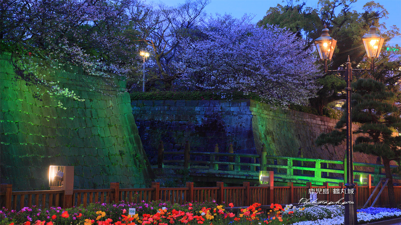 鶴丸城の桜 石垣ライトアップ 壁紙