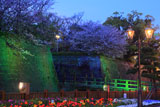 鶴丸城の桜 石垣ライトアップ