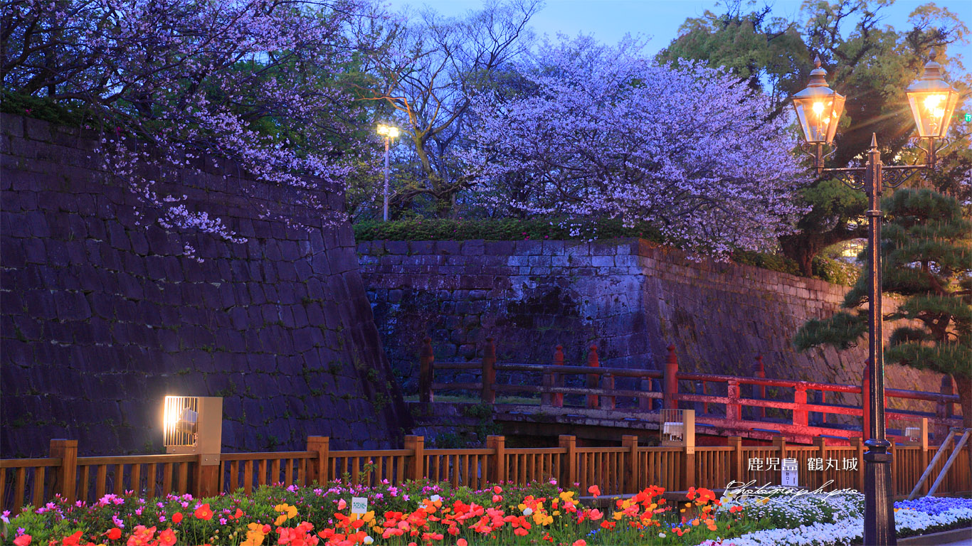 鶴丸城の桜 色の変わるライトアップ の壁紙 1366x768