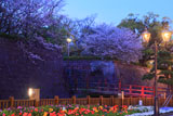 鶴丸城の桜 色の変わるライトアップ