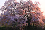 朝陽を浴びた浅井の一本桜
