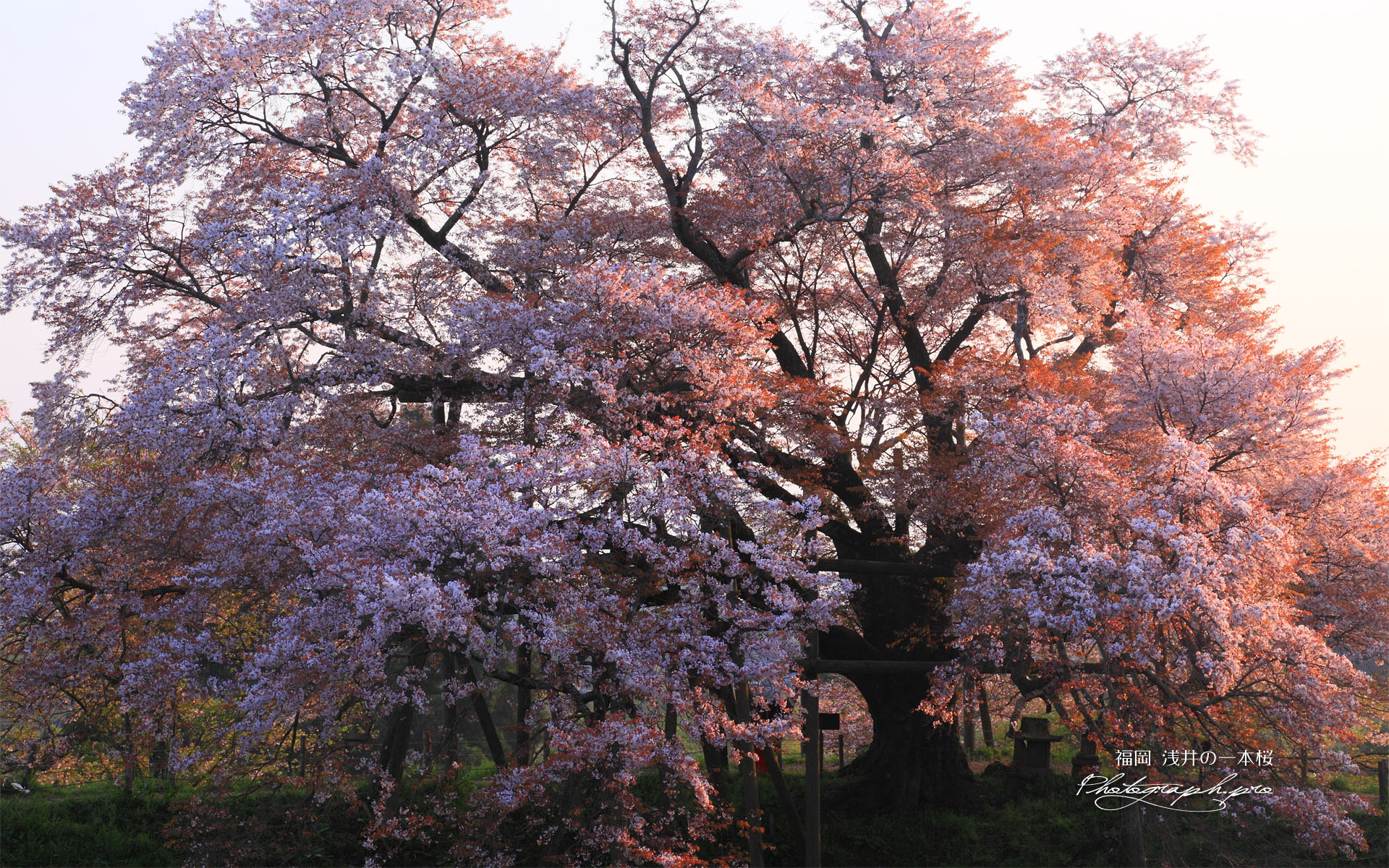 朝陽を浴びた浅井の一本桜
