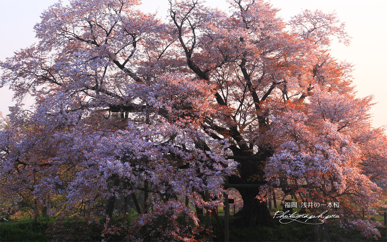 朝陽を浴びた浅井の一本桜 壁紙