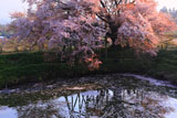 浅井の一本桜 花筏