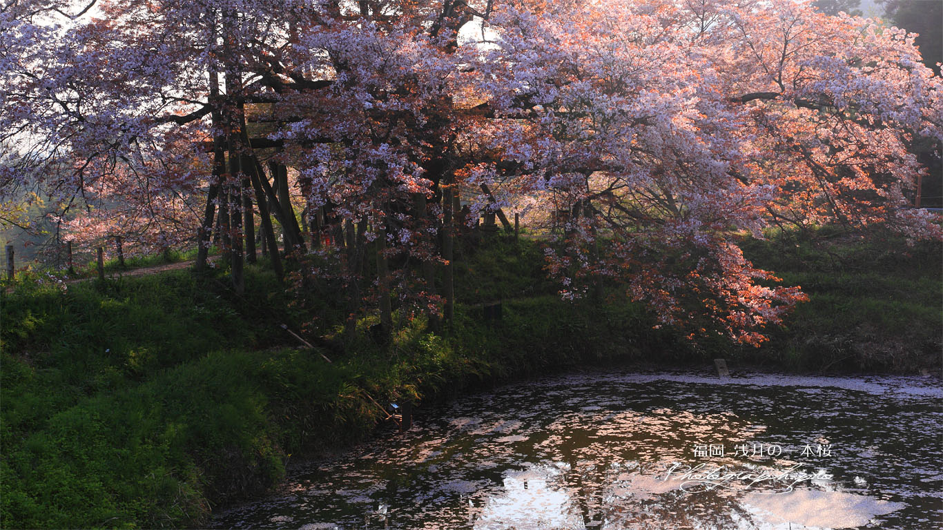 朝陽に透ける浅井の一本桜 壁紙