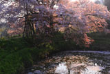 朝陽に透ける浅井の一本桜