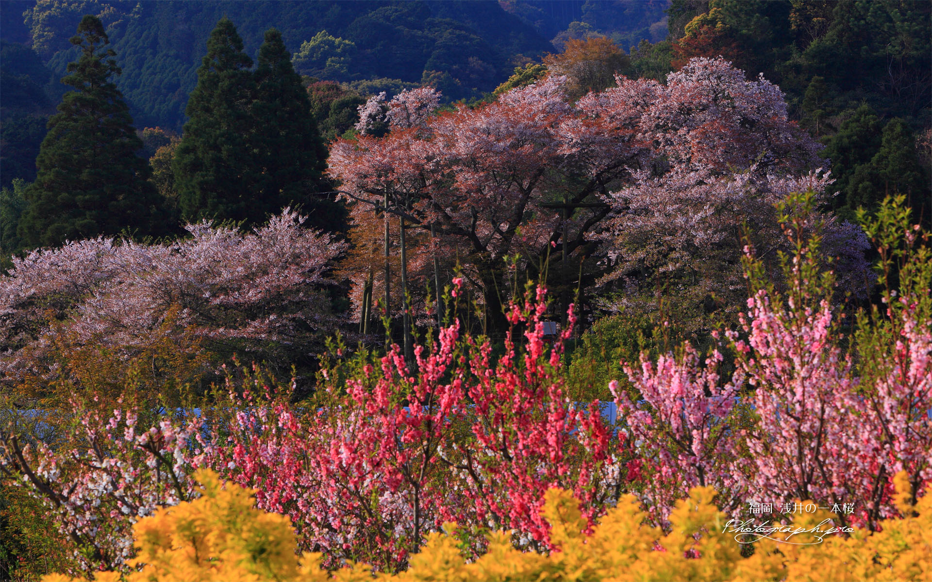 レンギョウとハナモモと浅井の一本桜