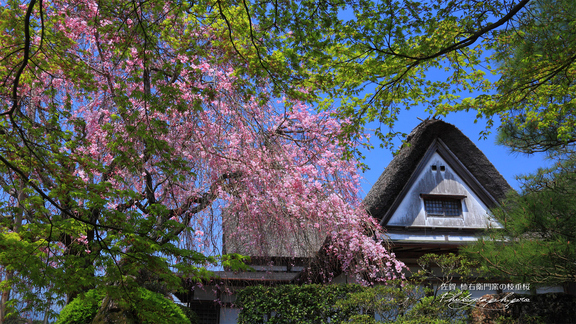 新緑と柿右衛門窯のしだれ桜