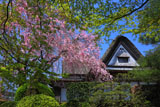 新緑と柿右衛門窯のしだれ桜