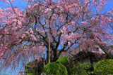 柿右衛門窯の枝垂桜