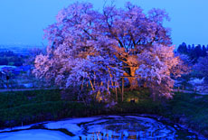 浅井の一本桜