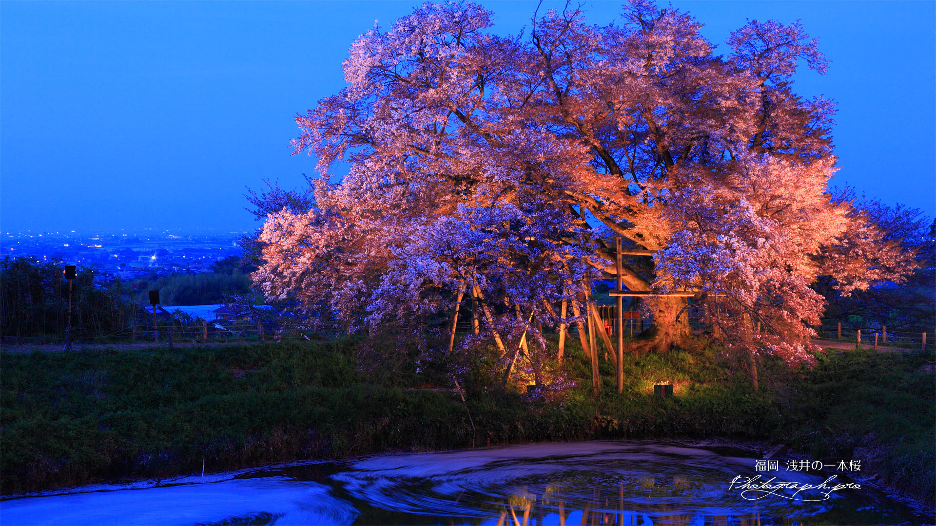 浅井の一本桜ライトアップ