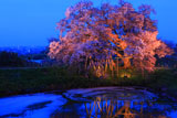 浅井の一本桜ライトアップ