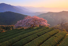 九州の桜