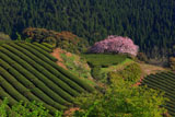 茶畑と遠山桜