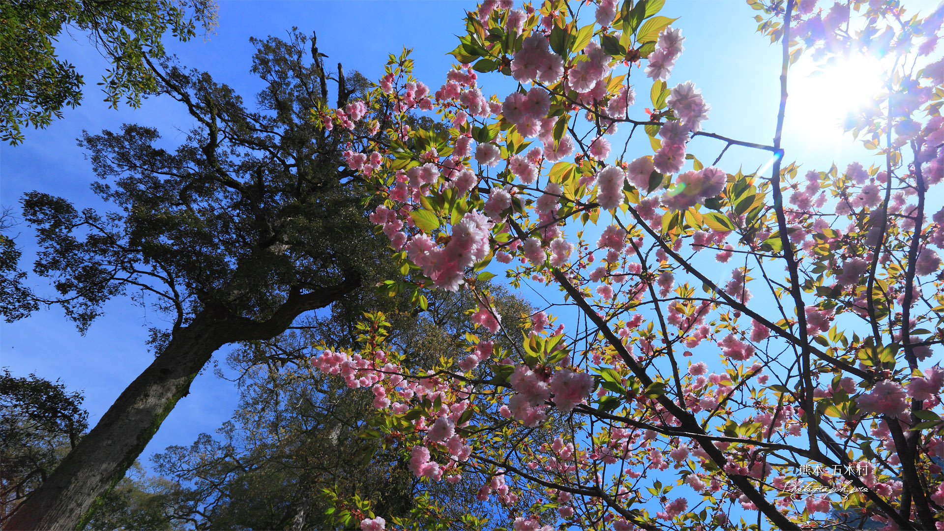 五木村の八重桜