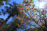 五木村の八重桜