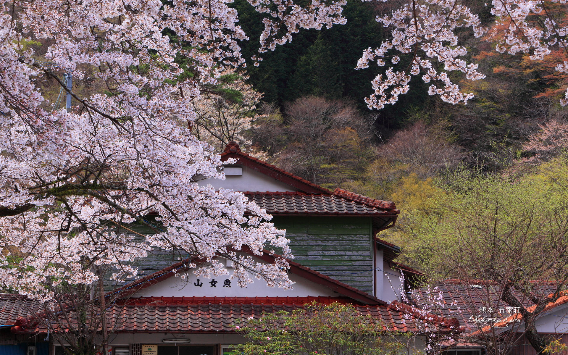 五家荘 山女魚荘の桜