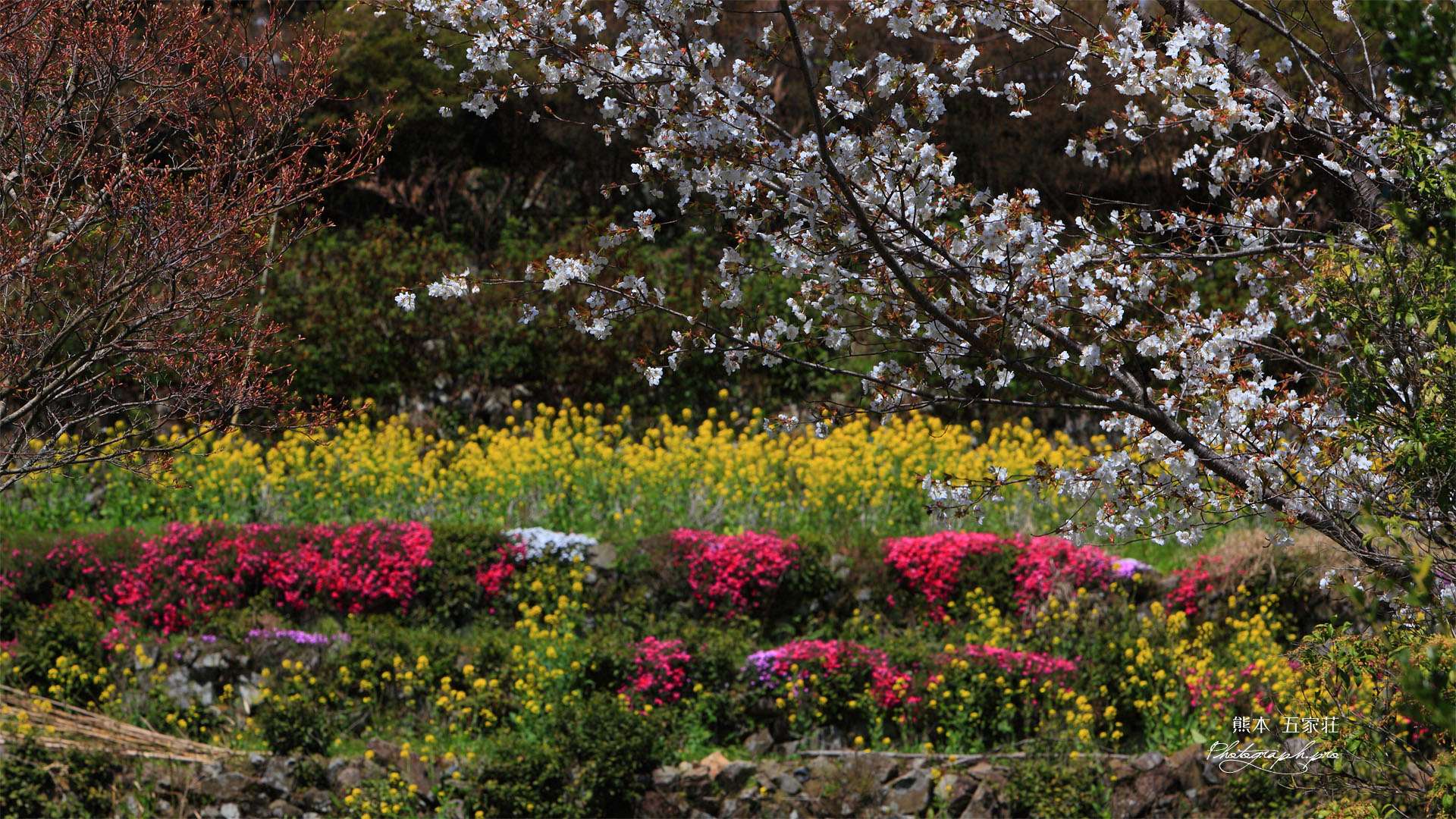 山桜に芝桜と菜の花