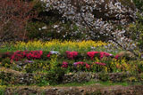 山桜に芝桜と菜の花