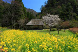五家荘樅木園地の菜の花と桜