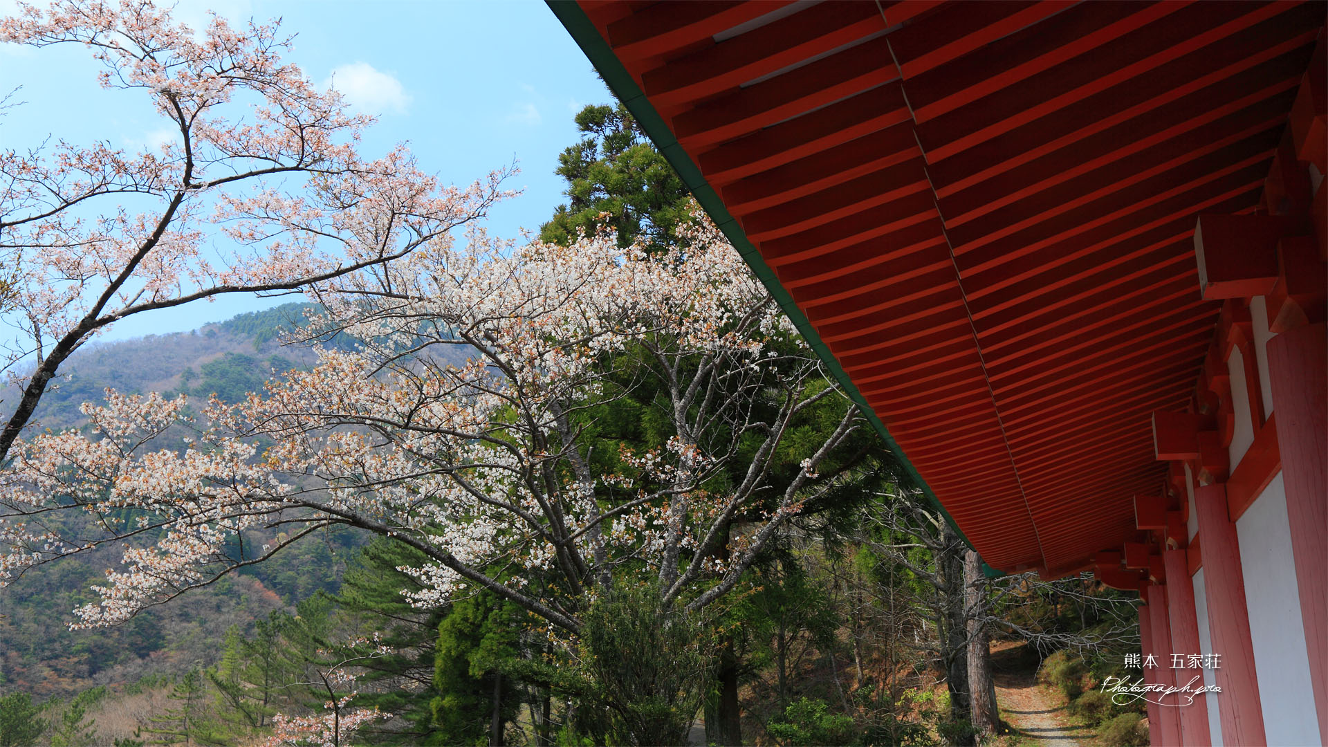 五家荘平家の里の山桜