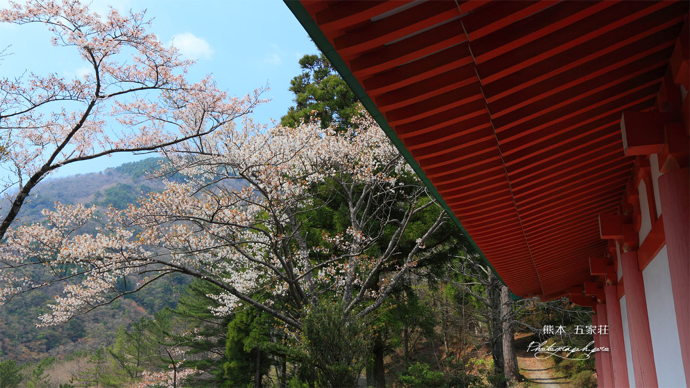 五家荘平家の里の山桜 壁紙