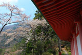五家荘平家の里の山桜
