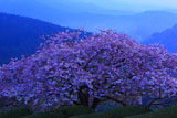青い山脈